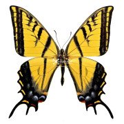 Two-tailed swallowtail